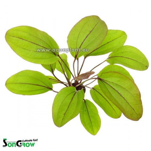 Echinodorus devils eye en pot